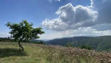 P8 Atlas - Çalı Mysia Roads Image