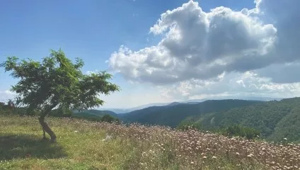 P5 Fırla Yolu - Çalı Mysia Yolları Görsel